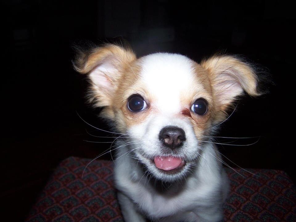 RepoGringo's profile picture. 