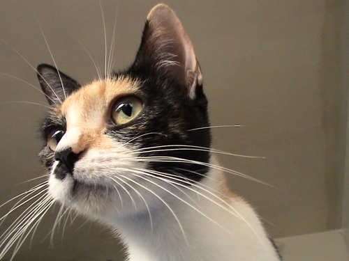 calicowalister's profile picture. I am a cat.