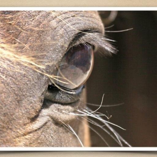 Equine Assisted Learning/Therapy, Training, Consulting and Programs run by Chris Scott