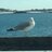SullyTheSeagull's profile image