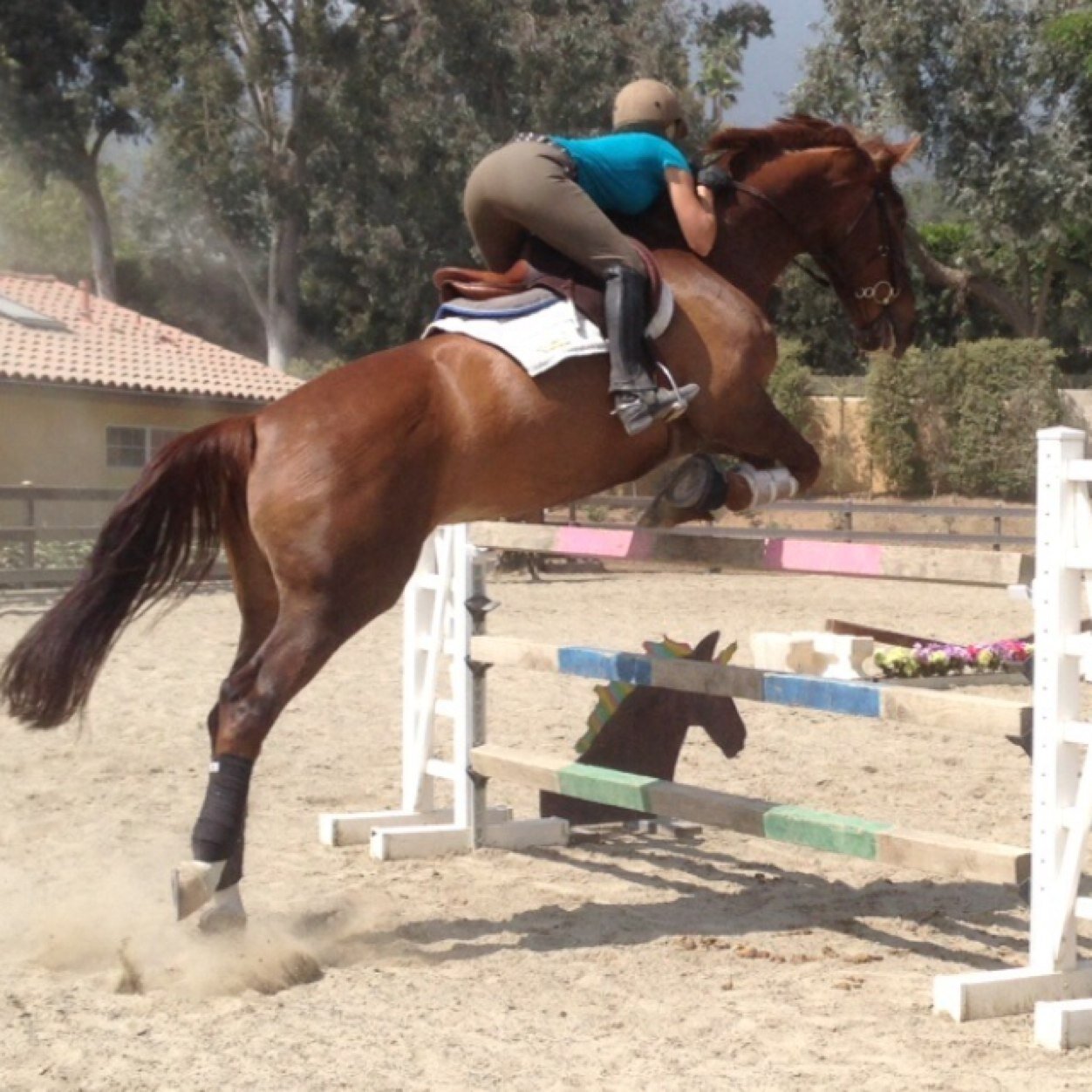 Train thoroughbreds and sell quality riding horses, the best job in the world being able to be horseback all day!!