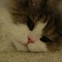 yasu (@yasukoma73) 's Twitter Profile Photo