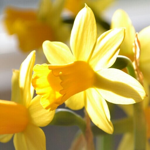 Donna1712's profile picture. Welsh, Welsh and Welsh thats all for now ...