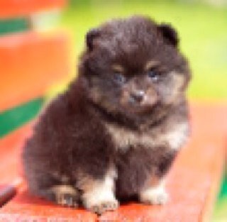 Washington Boro born and raised pup, loved by Gianna. Follow me for your dose of puppy love!