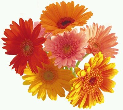 hanahan63325544's profile picture. 