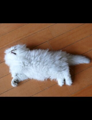 ConH21H10rFBute's profile picture. 