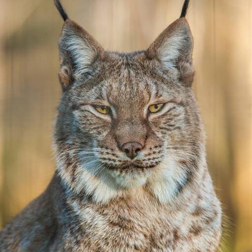 sbtnsk's profile picture. Un peu Polonais, beaucoup Français mais surtout Européen et humain...