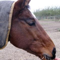 #equineblogshare is the #hashtag for promoting #equine & #equestrian #blog #content we #retweet anything & everything #Horse in association with @aponyhour