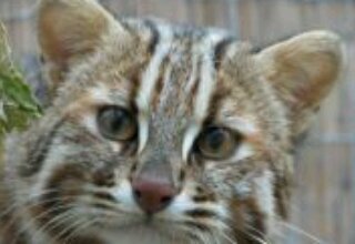 sasaki5686's profile picture. 元報道カメラマン（復業ネｲチヤーフォトグラファー)【2010年】【血液不的合腎臓移植】いま生きています。皆さま、移植により沢山の命が助かります。アイコンは【絶滅危惧種】【自然遺産】です。