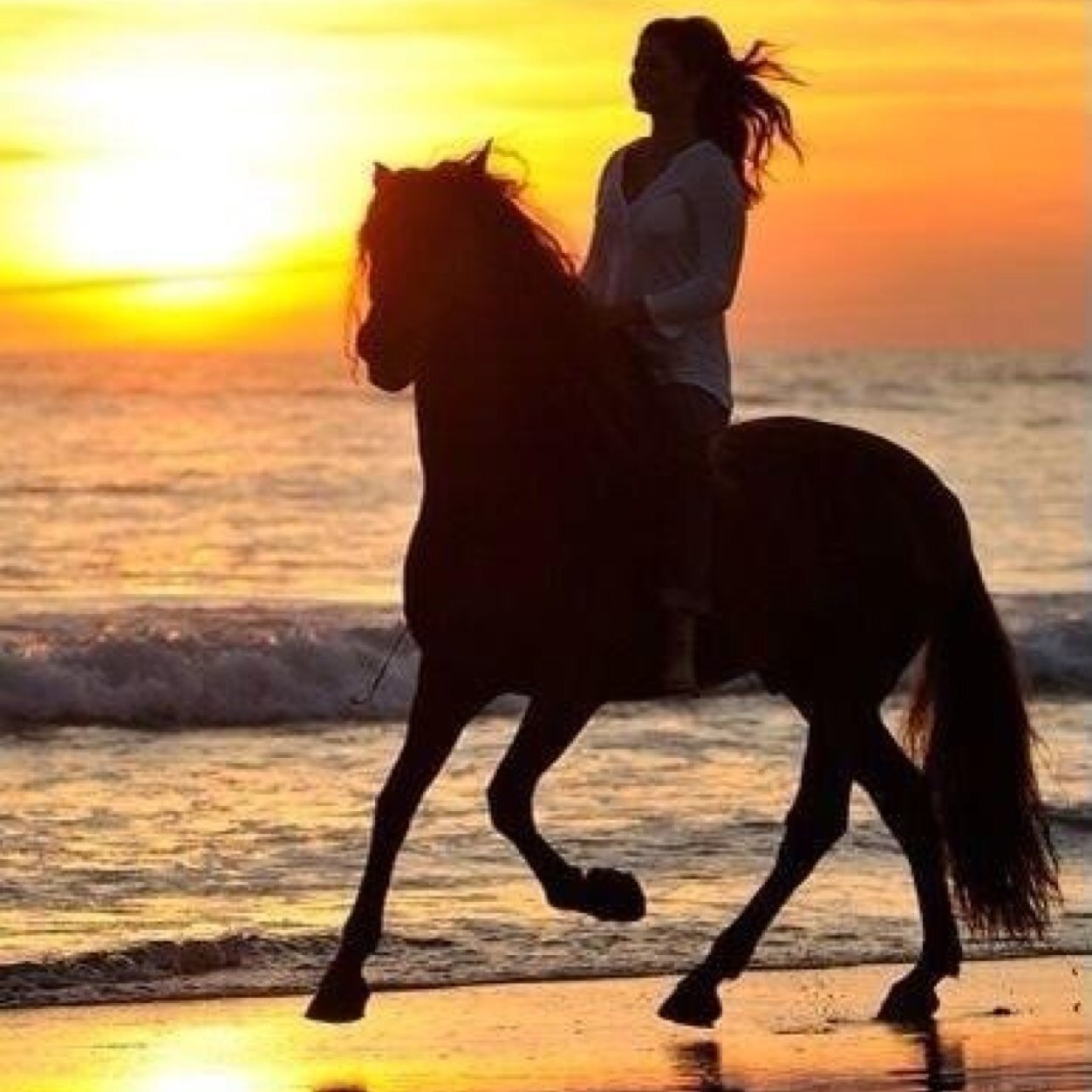 Wij zijn dit super leuke account sinds : 22-10-13~ we love horses~ volg ook me 2e acc @WeLoveHorsessx  ~ op naar 400 volgers ❤️fallow is fallowback :)