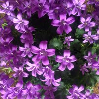 celine healy (@celine_healy) 's Twitter Profile Photo celine healy (@celine_healy) 's Twitter Profile Photo