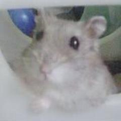 動物が好き。