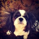 Sheryl Weaver - @rishweav - Twitter