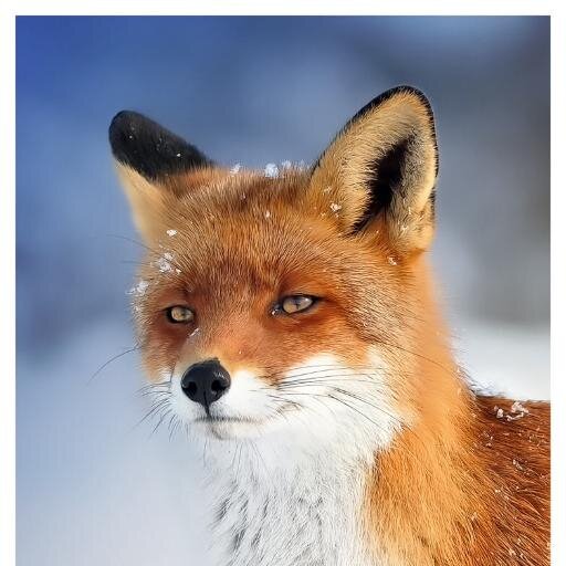 Scientist_Rob's profile picture. 