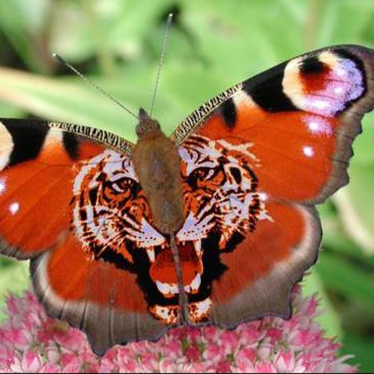 N_Pictures's profile picture. 