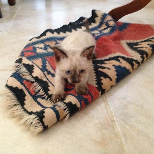 ross_saccente's profile picture. 