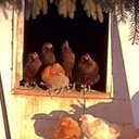 Susan Leigh Bishop - @SusanLeighBisho - Twitter