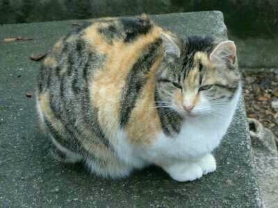 OhMyChihuahua's profile picture. Male. PowerClan. Old leader of WarClan. Still 8 lives. Kits Scream. Mate @_SpeckledHeart_  Still young