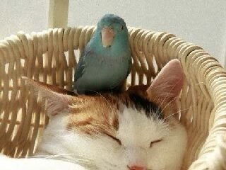 見つかった、リツイート見ると嬉しくなります☺️どうか元気に帰ってきますように😣💦