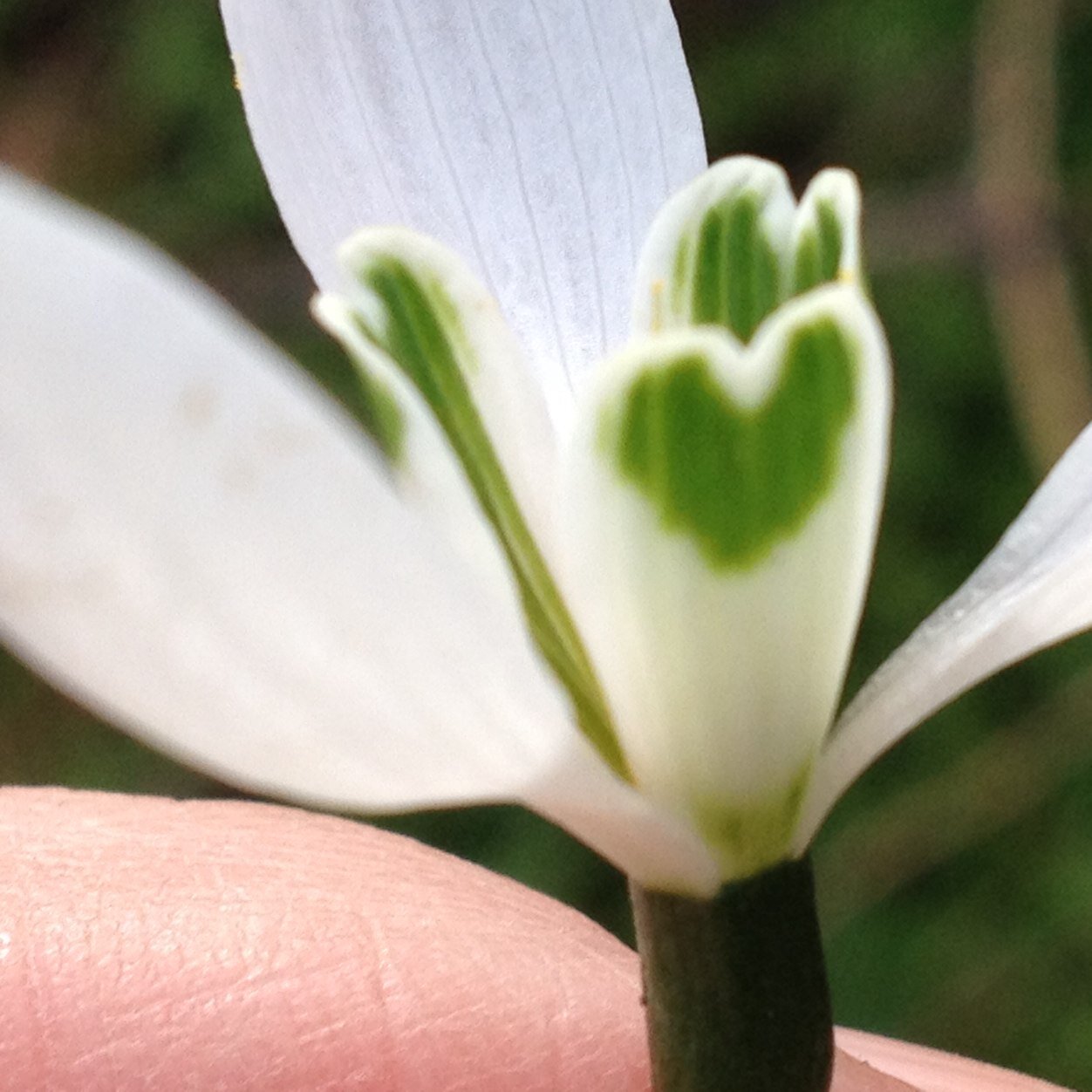 VivVanLooveren's profile picture. 