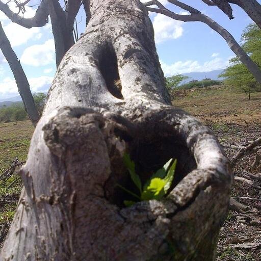 Crear conciencia ambiental y ecológica es el compromiso. 14.7 hectáreas. Sumate a las actividades y forma parte de la FUNDACIÓN BOSQUES Y PARQUES PARA CORO.