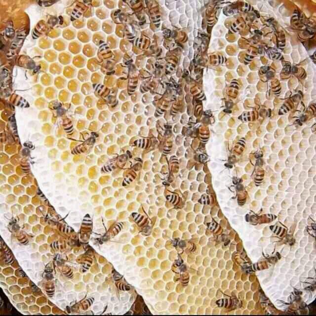 عسل جبال السروات مضمون ونحن المصدر ومسؤلين عن جودة العسل للطلب 0557340438