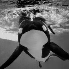I was locked up they wouldn’t let me out - don’t let my death be in vain 1981-2017 💔 #EmptyTheTanks