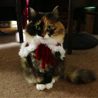 そっちゃ。 (@sophy_the_cat) 's Twitter Profile