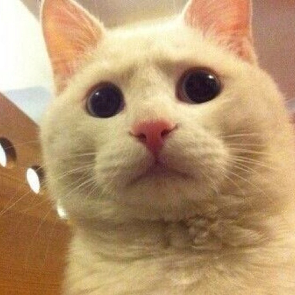 veronithoma's profile picture. 세상의 모든 고양이들, 아즈씨 입맛과 달달구리, 뭐 하나에 꽂히면 폭트, 아기랑 함께