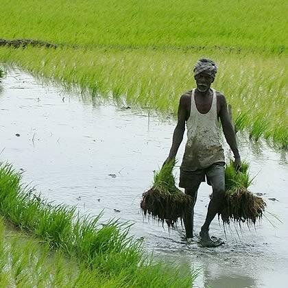 TeamAgriculture's profile picture. GO Aggies!!