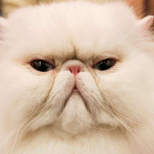 J'aime les Chat..te si t'aime les chatte Follow me On Follow back