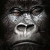 David (@bdg1104) Twitter profile photo