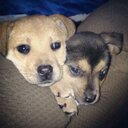 Ashley Spurgeon - @TinkLovesBrit - Twitter