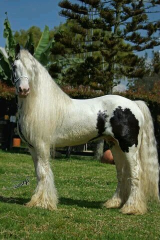 CriaderoL's profile picture. venta de caballos frisones y gypsi vanners