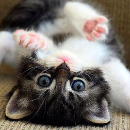 BringMeCats Profile Picture