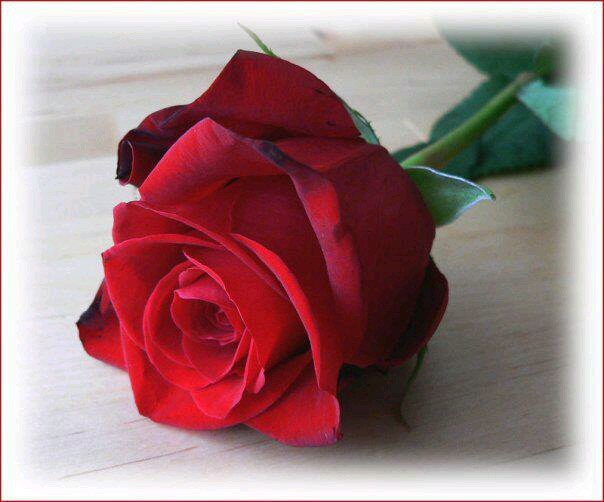 nihavend35's profile picture. 