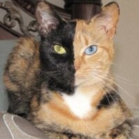 HalfStripe (@_halfstripe_) 's Twitter Profile
