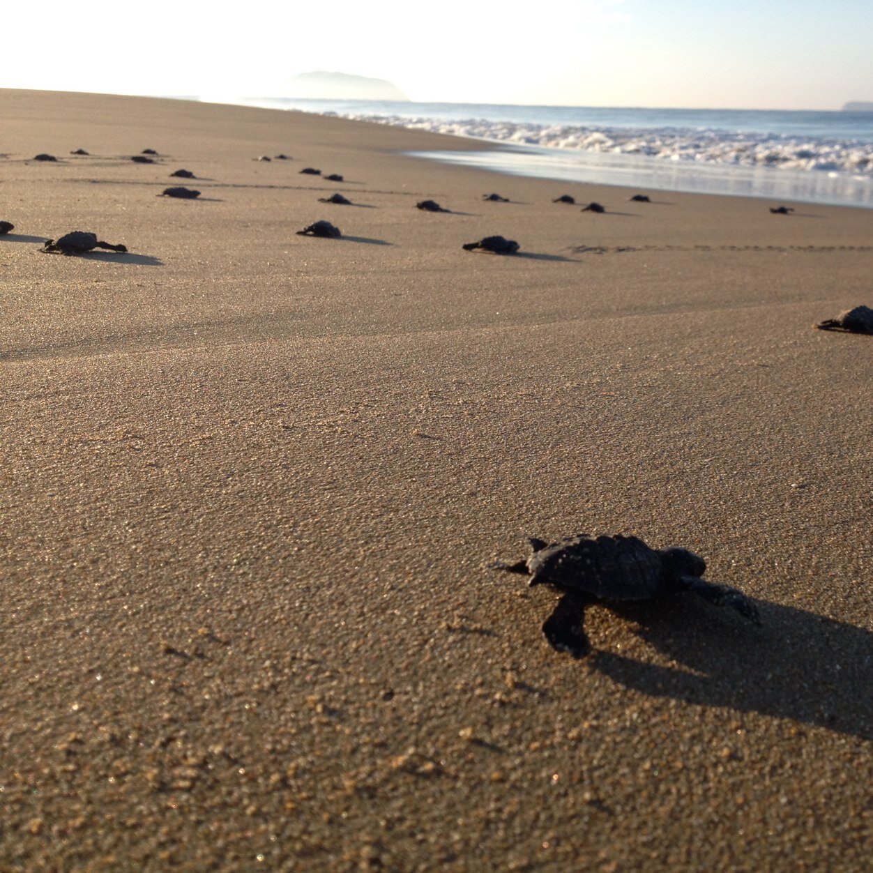 Sea Turtle Rescue & Conservation Center/ Campamento Tortugero