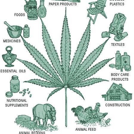 hempfacts_'s profile picture. 