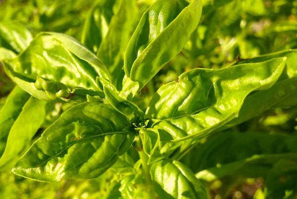 PoolerFarmMkt's profile picture. The Market serves the Pooler community’s sustainability initiative through education, outreach and farm to table products by providing individuals with weekly a