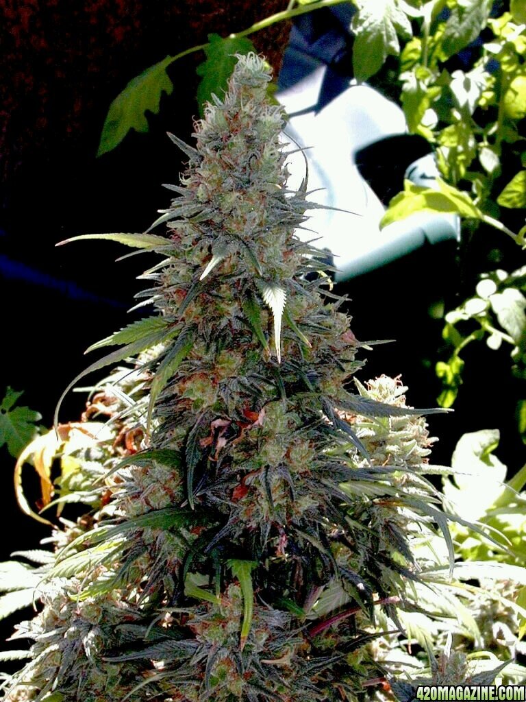I love smoking great weed, Enjoying smoking with friends. Living life to the fullest!