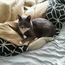 Jesse Kitchen - @jessek333 - Twitter