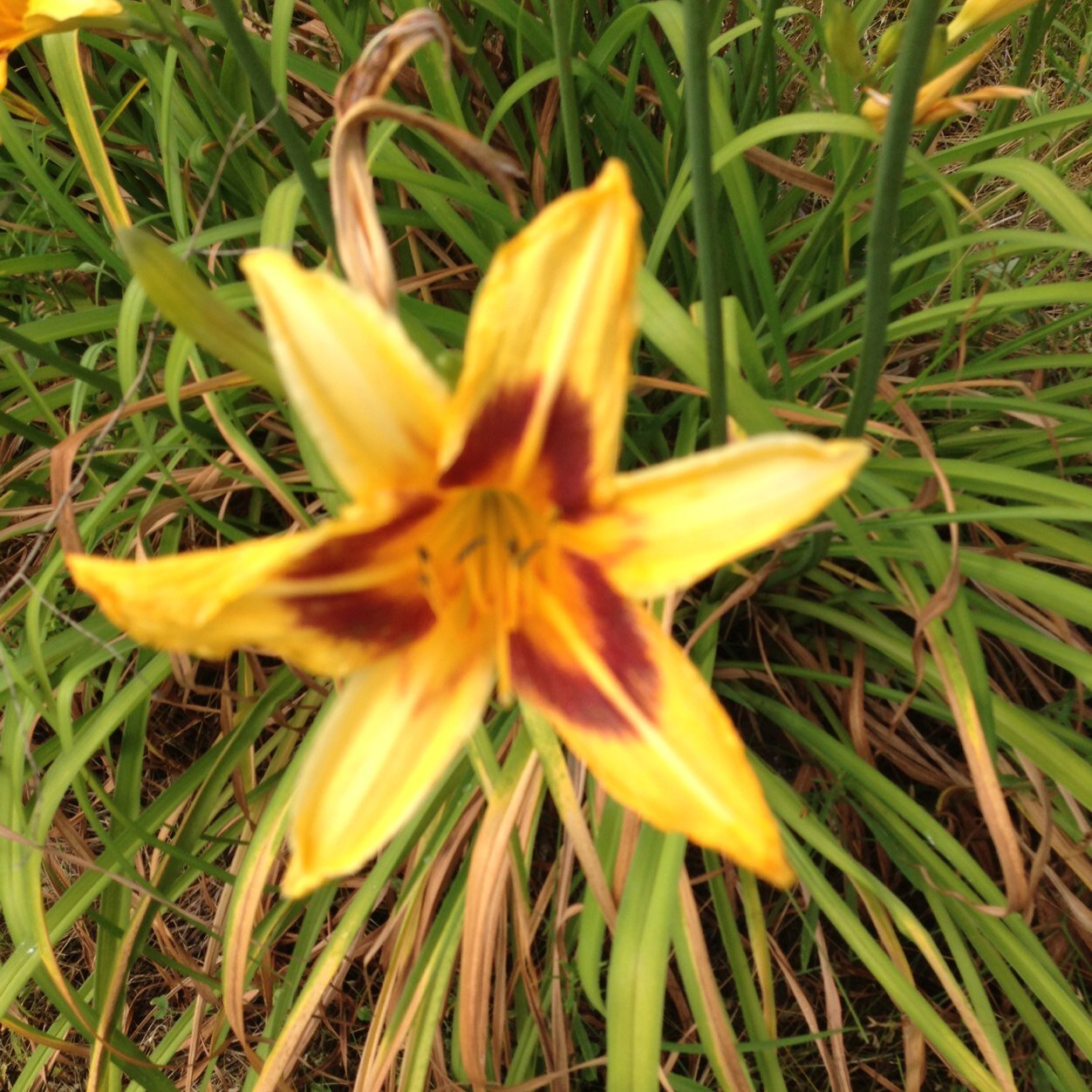 We are a small michigan day lily farm with over 700,000 plants. We sell at local farmers markets and our farm is open to the public between june and sept.