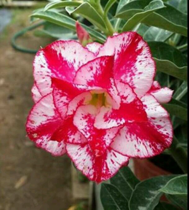 AdeniumGarden's profile picture. 