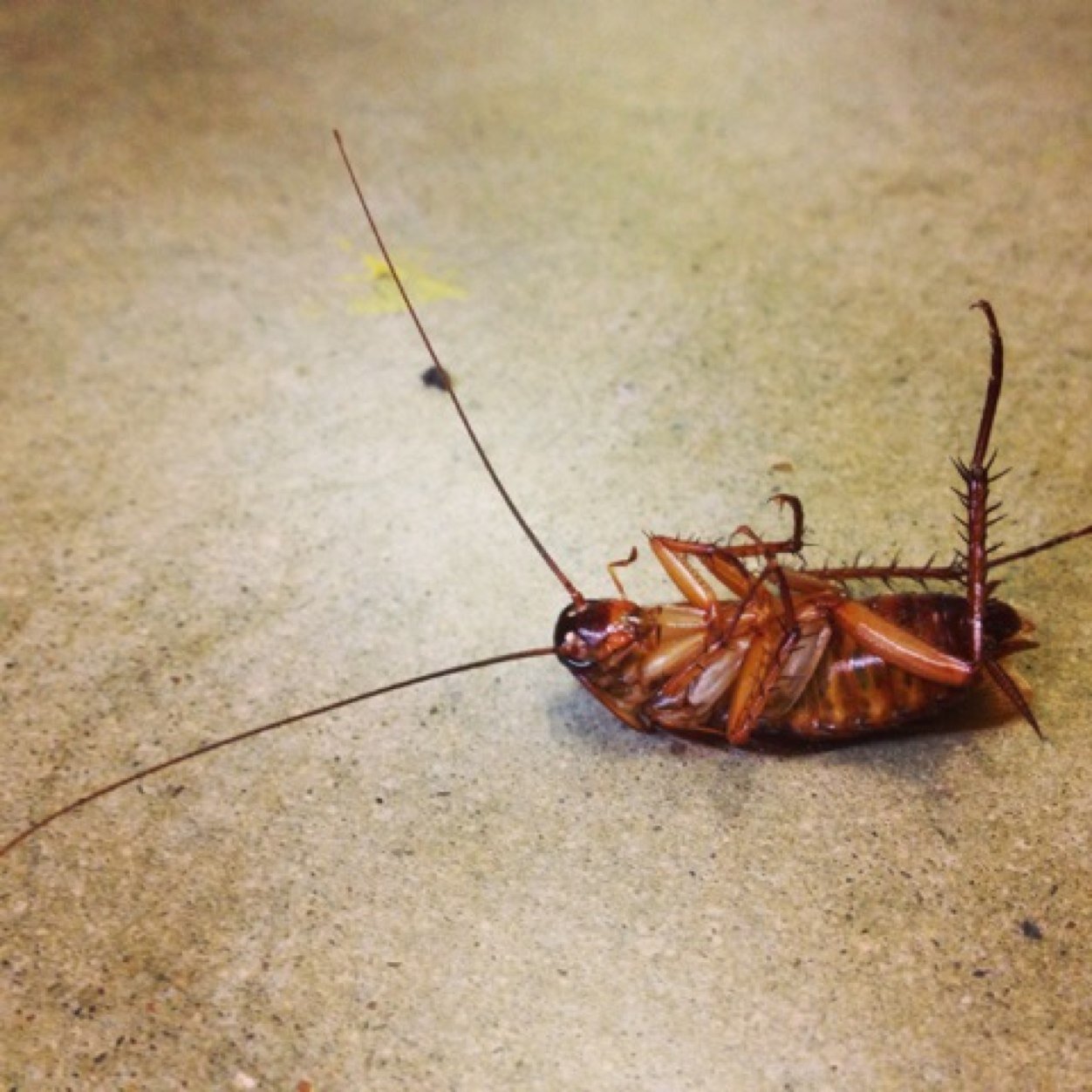 amoureuse de l'absurde. angoissée. cockroach was alive at time of photo #myoffice