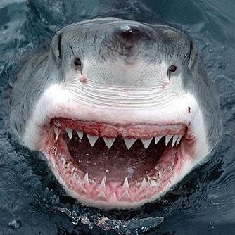 burax2_festival's profile picture. つよい心