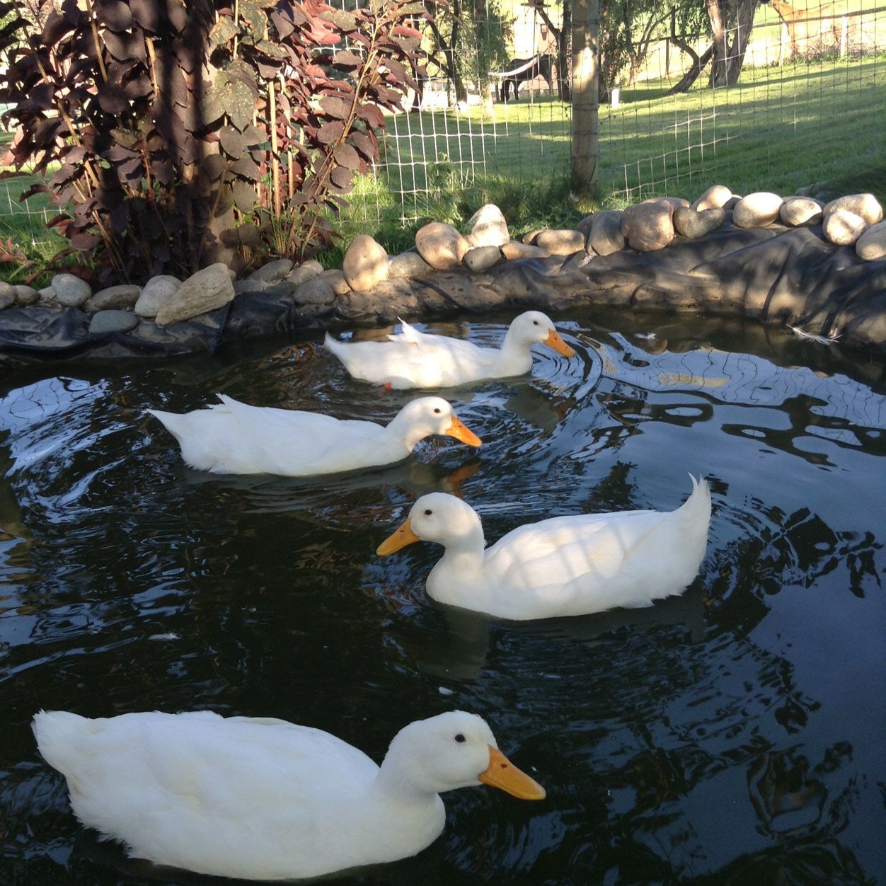 Jill22Ducks's profile picture. Mom, Animal Lover & Duck Keeper, Peace Wisher, Outdoor Lover, Dream Future, Love My Veggies... Life is best Laughing... #22