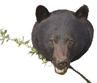 BearEarthHerbal's profile picture. Bear Earth Herbals- Natural Holistic Soulutions using Wildharvested Herbs and Organic Ingredients - Wild Crafted Teas, Salves and More Handmade in NW MI