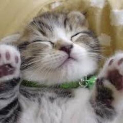 かわいい猫画像 Cat Bot Twitter