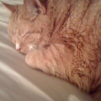 agirlperplexed (@agirlperplexed) 's Twitter Profile